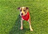 adoptable Dog in orange, CA named DUCK