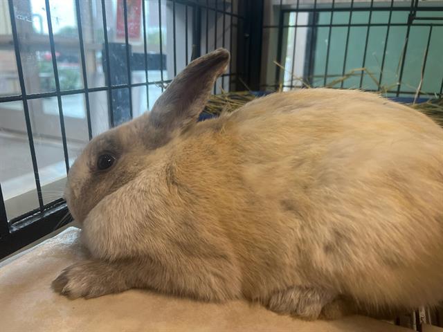 adoptable Rabbit in Orange, CA named DAISY MAE