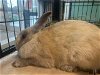adoptable Rabbit in orange, CA named DAISY MAE