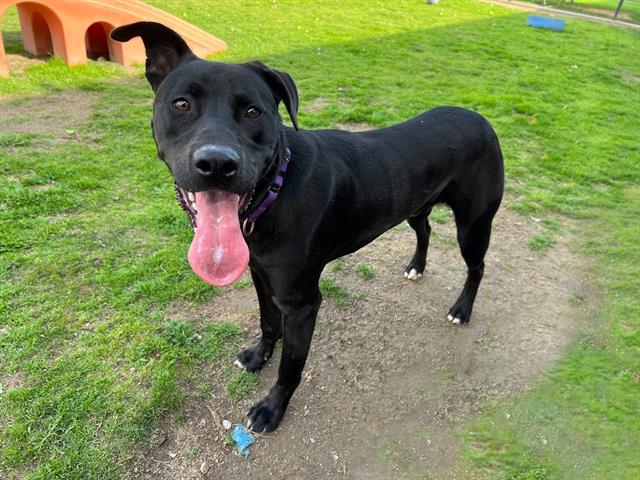 adoptable Dog in Orange, CA named LEO