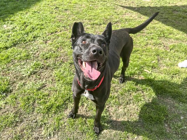 adoptable Dog in Orange, CA named SHEILA