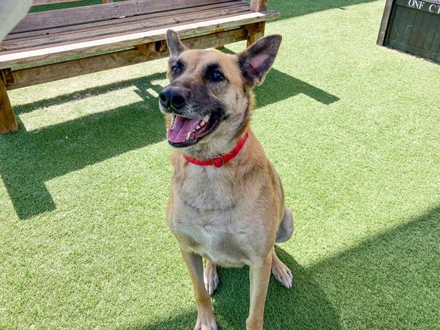 adoptable Dog in Orange, CA named ROB