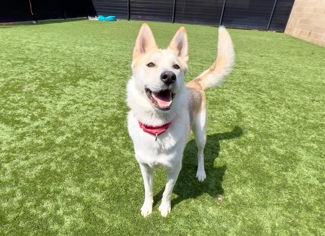 adoptable Dog in Orange, CA named MAC