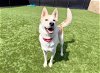 adoptable Dog in orange, CA named MAC