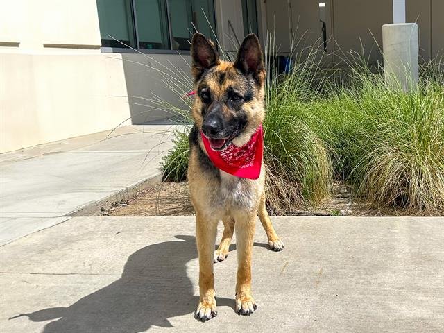 adoptable Dog in Orange, CA named SUSIE