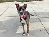 adoptable Dog in orange, CA named THEON