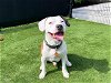 adoptable Dog in orange, CA named ROCKY