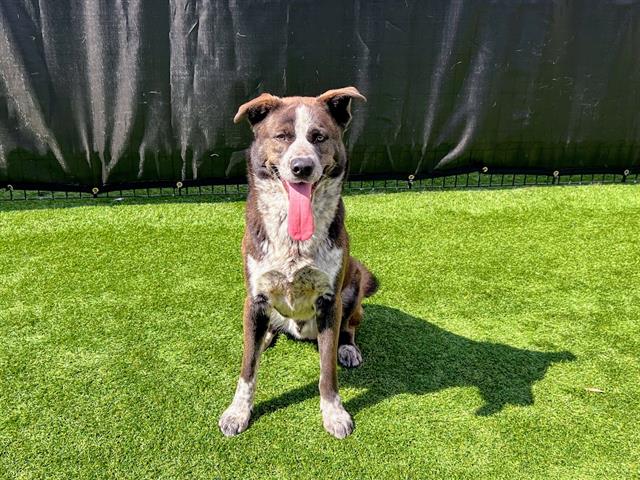 adoptable Dog in Orange, CA named DJANGO