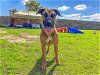 adoptable Dog in orange, CA named GINA