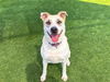 adoptable Dog in Orange, CA named LEONA