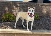adoptable Dog in orange, CA named LEONA