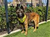 adoptable Dog in orange, CA named RICO