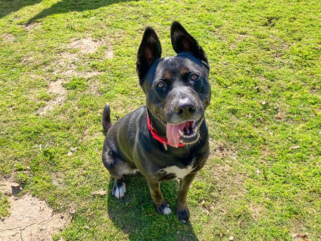 adoptable Dog in Orange, CA named ZORA