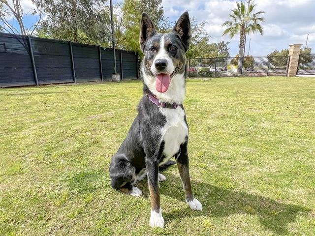 adoptable Dog in Orange, CA named WENDY