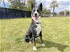 adoptable Dog in orange, CA named WENDY