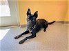 adoptable Dog in orange, CA named GORDY