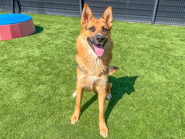 adoptable Dog in Orange, CA named CODY