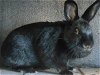 adoptable Rabbit in orange, ca, CA named BABBS