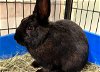 adoptable Rabbit in orange, CA named BUCKEYE