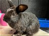 adoptable Rabbit in orange, CA named BROWNIE
