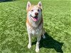 adoptable Dog in orange, CA named ROVER