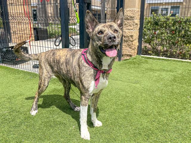 adoptable Dog in Orange, CA named SALLY