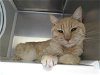 adoptable Cat in orange, CA named GEORGE