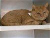 adoptable Cat in orange, CA named GREGORY