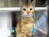adoptable Cat in orange, ca, CA named AUSTIN