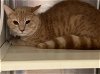adoptable Cat in orange, CA named DALLAS