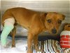 adoptable Dog in orange, CA named FINNEGAN