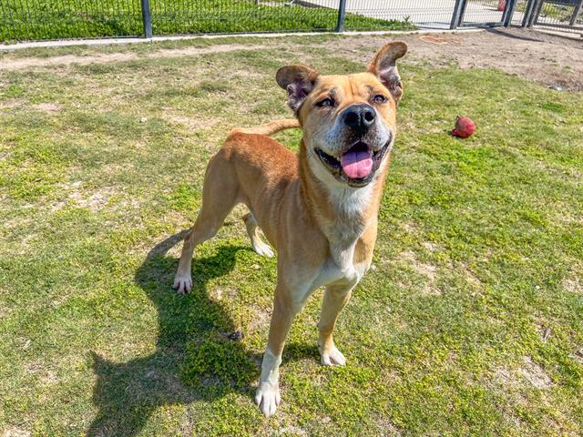 adoptable Dog in Orange, CA named GAVIN