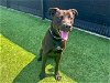 adoptable Dog in orange, CA named DUKE