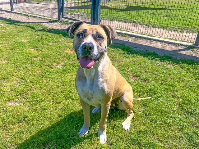 adoptable Dog in Orange, CA named PERRY