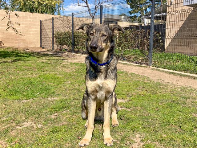 adoptable Dog in Orange, CA named FREDDIE