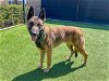 adoptable Dog in orange, CA named FIONA