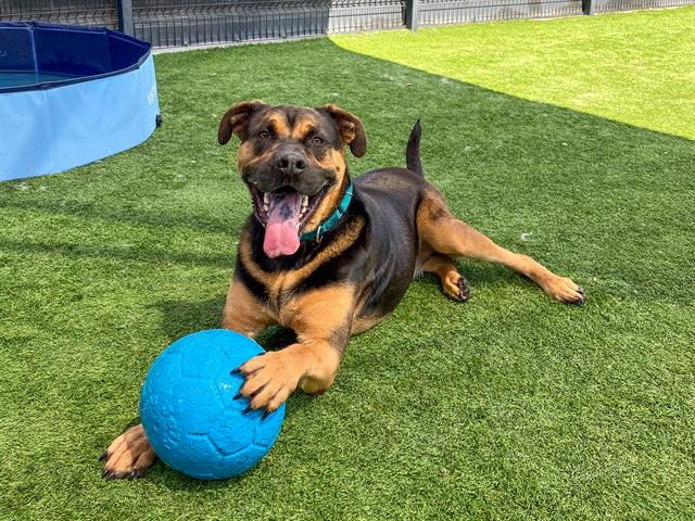 adoptable Dog in Orange, CA named RUFFLES