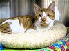 adoptable Cat in orange, CA named MOOSE