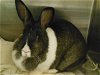 adoptable Rabbit in orange, CA named CRUSH
