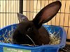 adoptable Rabbit in orange, CA named TRISHA