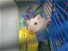 adoptable Hamster in orange, CA named AMELIA