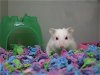 adoptable Hamster in orange, ca, CA named AVA