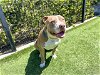 adoptable Dog in orange, CA named COOK