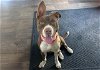 adoptable Dog in orange, CA named XOLA