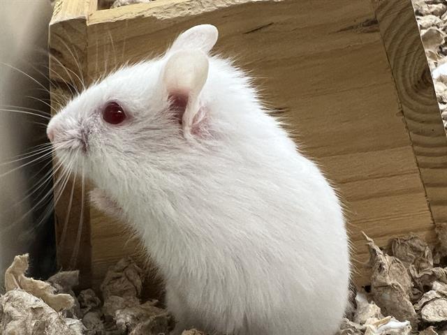 adoptable Hamster in Orange, CA named LORNA