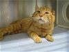 adoptable Cat in orange, CA named DONKEY