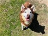adoptable Dog in orange, CA named GONZO