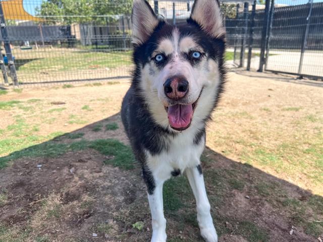 adoptable Dog in Orange, CA named ROCKET