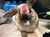 adoptable Rabbit in orange, CA named SOLAR