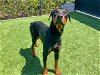 adoptable Dog in orange, CA named ACE